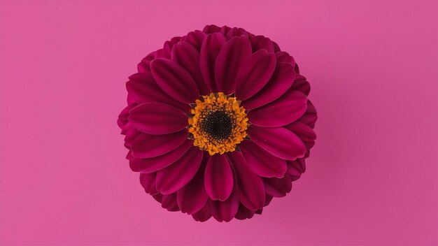 Photo close up flower on pink