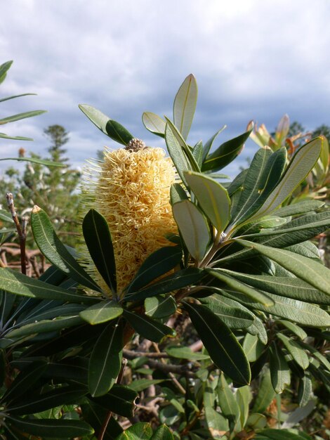 Close-up of flower plant against sky