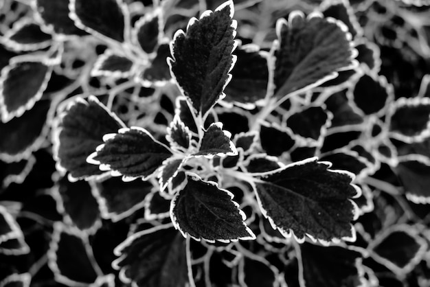 Photo close-up of flower plant leaves during winter