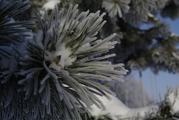 Foto prossimo piano di una pianta da fiore in inverno