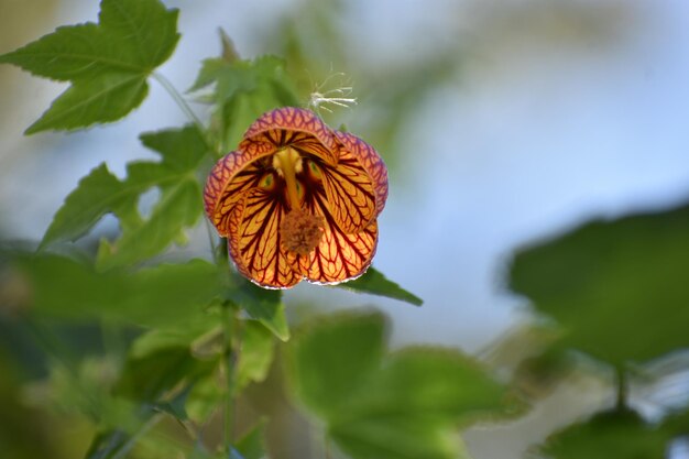 植物の花のクローズアップ