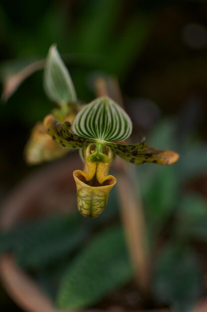 Foto prossimo piano del fiore sulla pianta