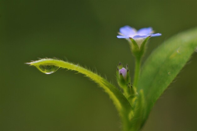 Close-up of flower plant