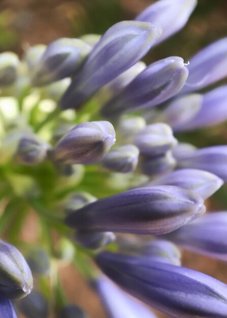 Foto prossimo piano di una pianta da fiore