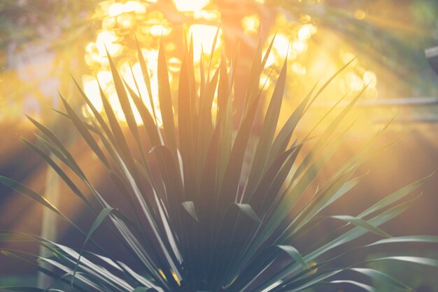 Photo close-up of flower plant