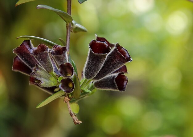 Photo close-up of flower on plant