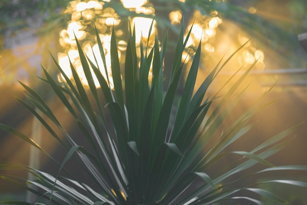 Foto prossimo piano di una pianta da fiore