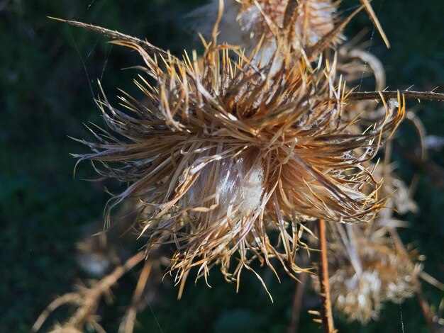 Photo close-up of flower plant