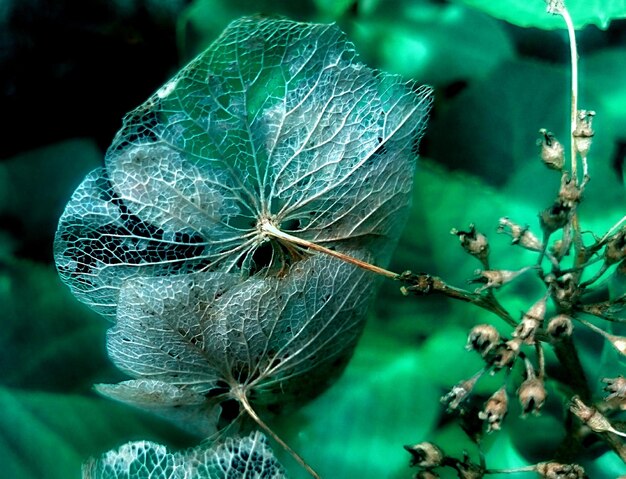 Close-up of flower plant