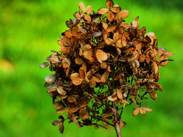 Close-up of flower plant