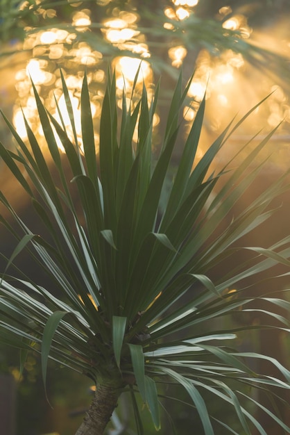 Foto prossimo piano di una pianta da fiore