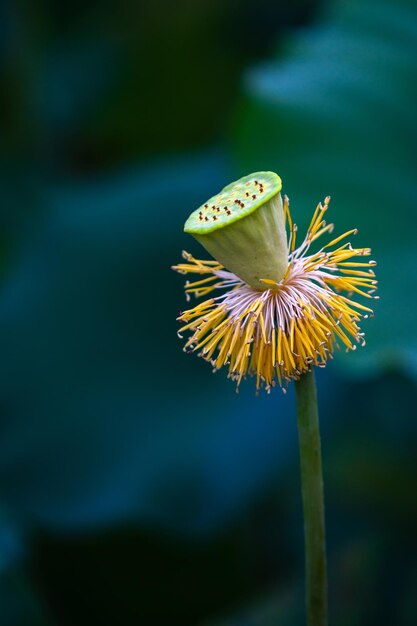 Foto prossimo piano del fiore sulla pianta