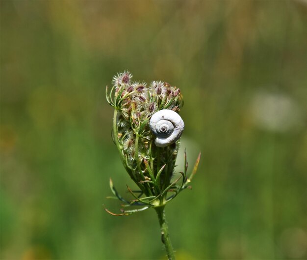 Photo close-up of flower on plant