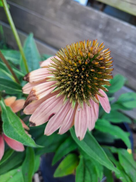 Close-up of flower on plant