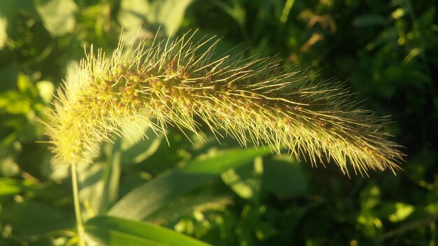 Close-up of flower plant