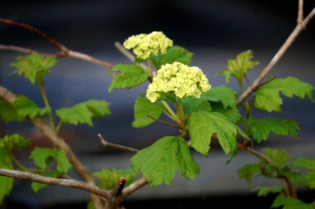 花の植物のクローズアップ