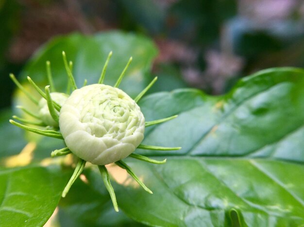 Photo close-up of flower on plant