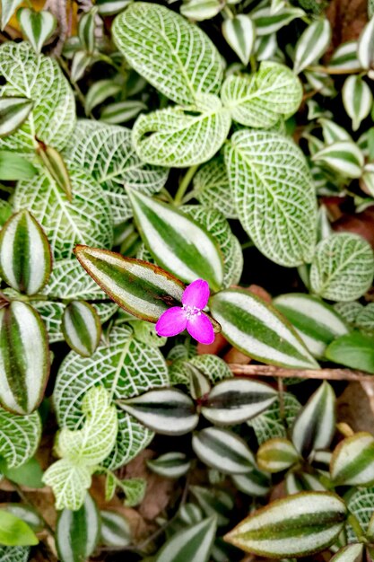 Foto prossimo piano di una pianta da fiore