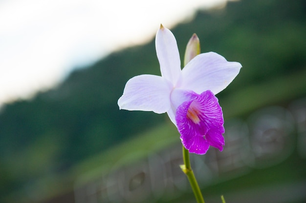 植物の花のクローズアップ