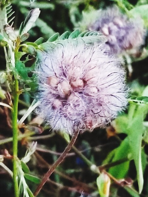 Foto prossimo piano di una pianta da fiore