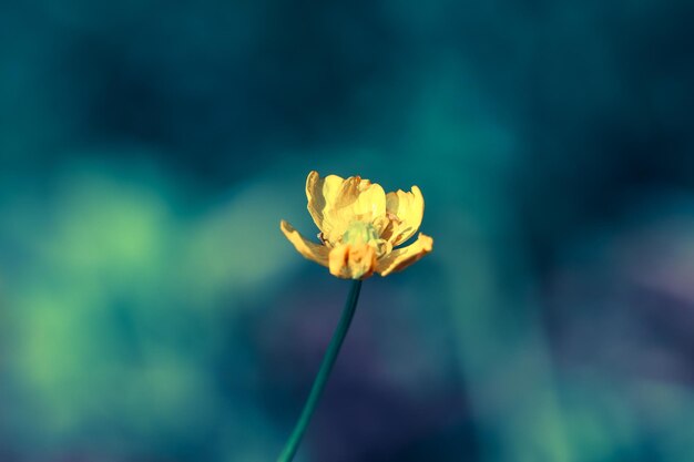 Close-up of flower plant