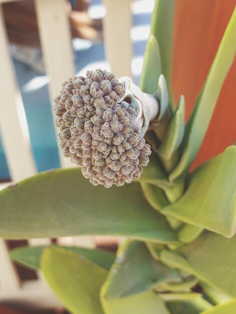 Photo close-up of flower on plant