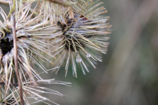 Photo close-up of flower plant