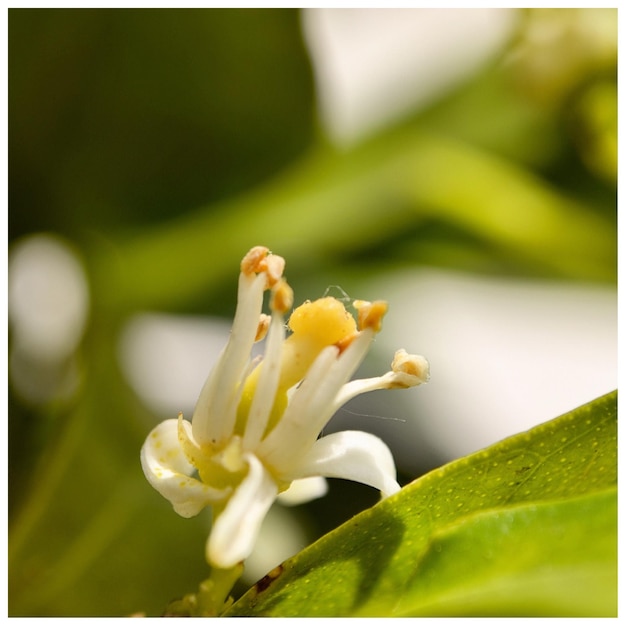 Close-up of flower pollen