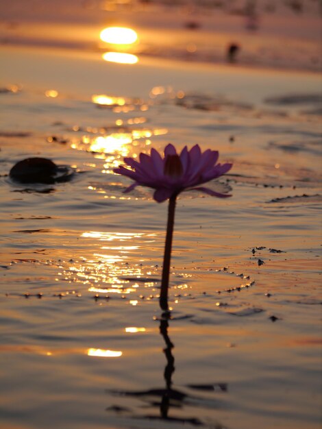 Foto close-up di un fiore nello stagno