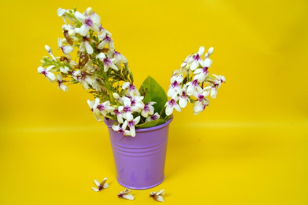 Close-up of flower pot against yellow background