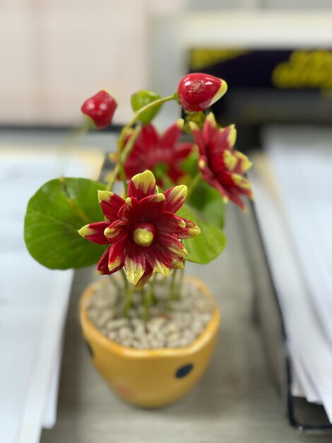 Close-up of flower pot on table