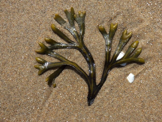 Photo close-up of flower on sand