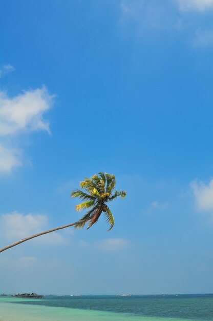 Close-up of flower on sea against sky