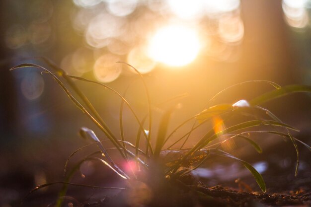 夕暮れの花のクローズアップ