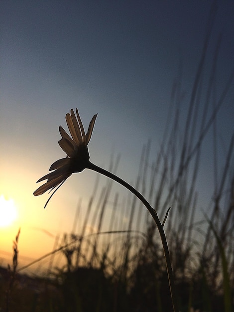 Foto prossimo piano di un fiore al tramonto