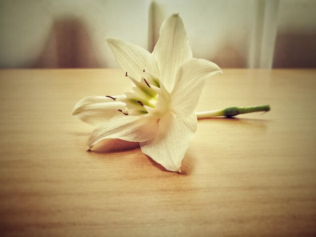 Close-up of flower on table