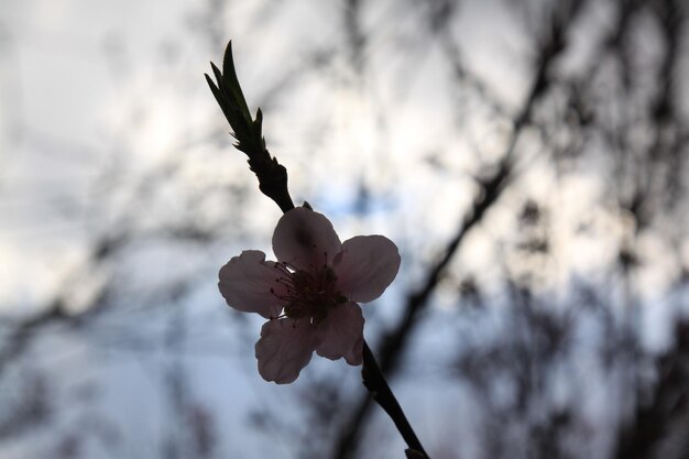 Close-up of flower tree against sky