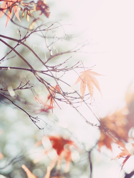 Foto close-up di un albero da fiore contro il cielo