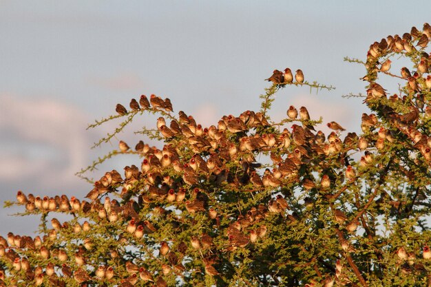 Close-up of flower tree against sky