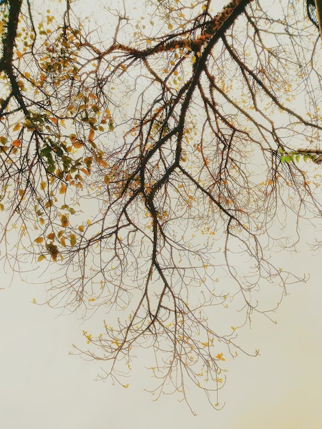 Foto close-up di un albero da fiore contro il cielo