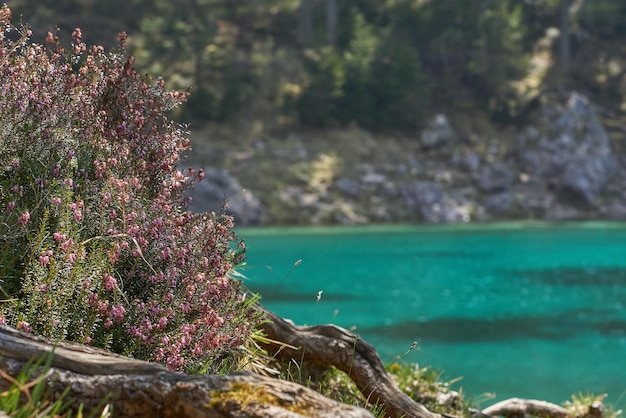 Foto prossimo piano di un albero da fiore dal mare