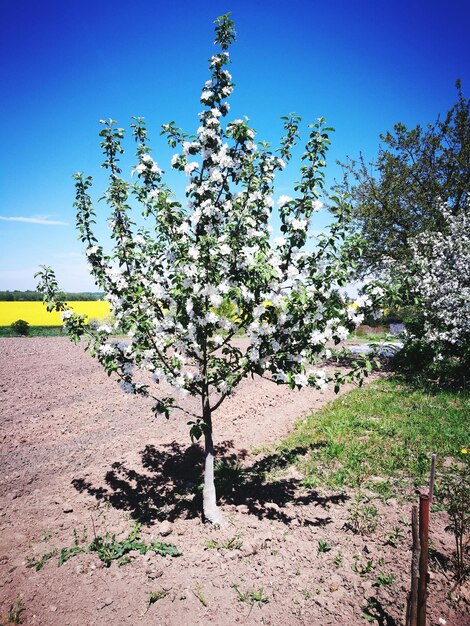 Close-up of flower tree on field against clear sky