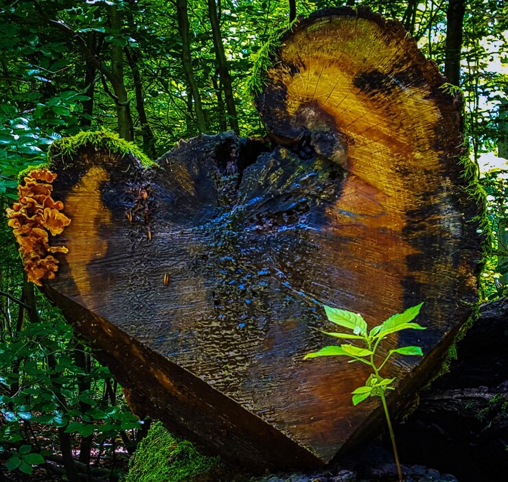 Photo close-up of flower tree in forest