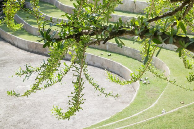 Foto prossimo piano di un albero da fiore