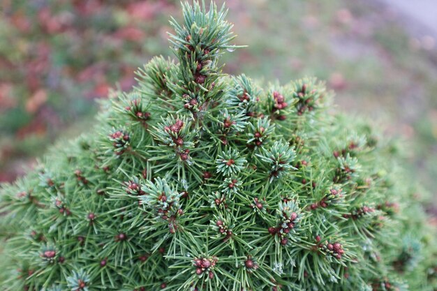 Close-up of flower tree