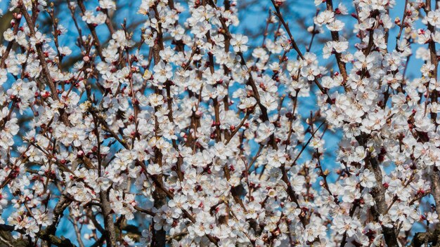 Photo close-up of flower tree