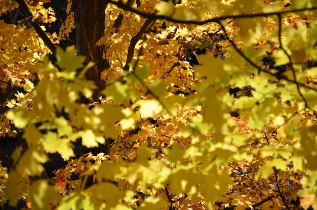 Close-up of flower tree