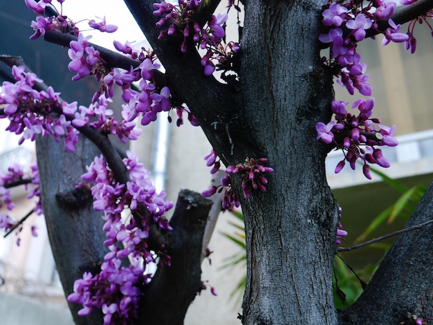 Photo close-up of flower tree