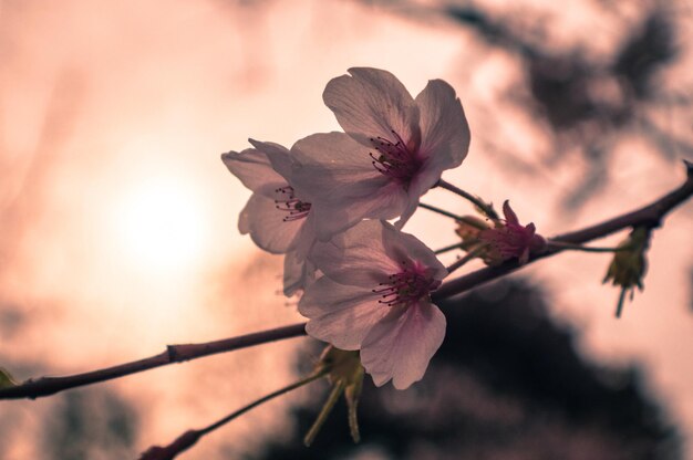 Photo close-up of flower tree