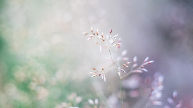 Photo close-up of flower tree